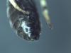 Hylaeus dilatatus